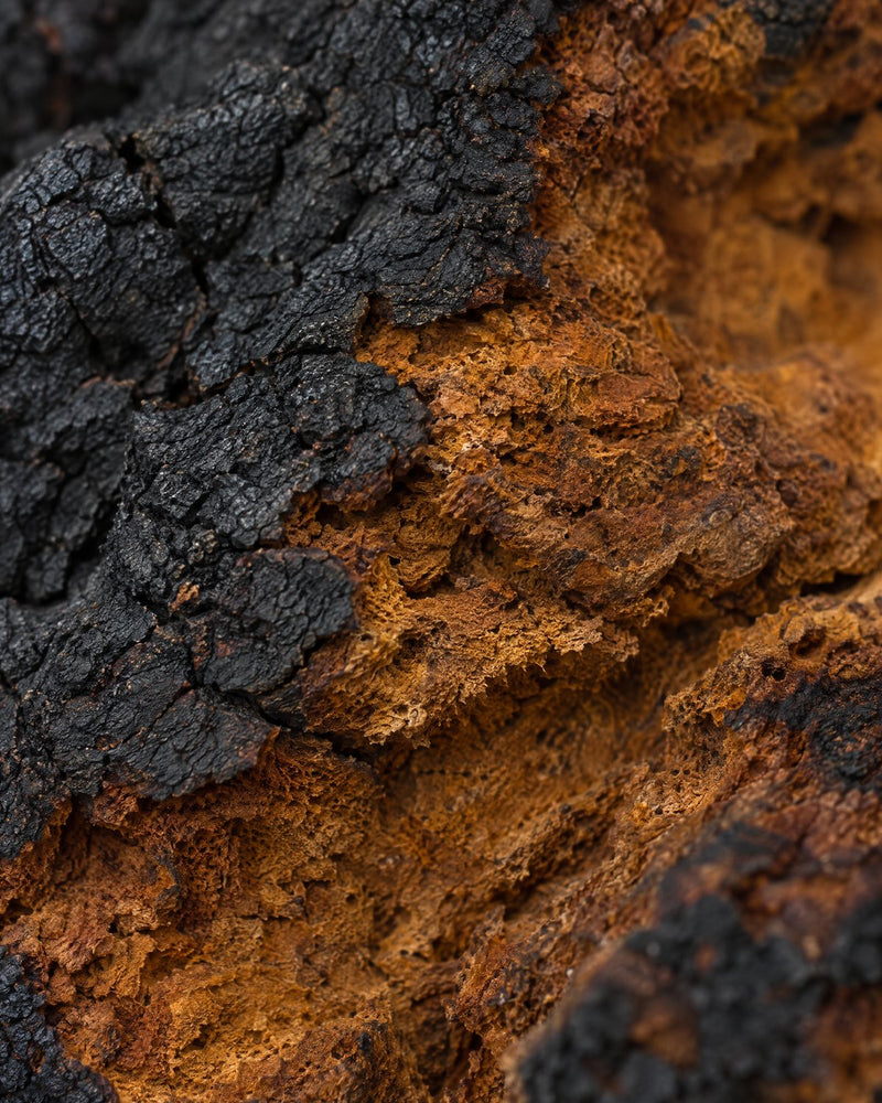 Chaga