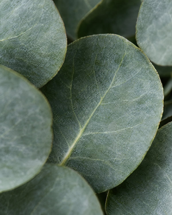 Eucalyptus