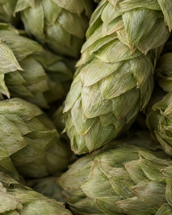 Hops