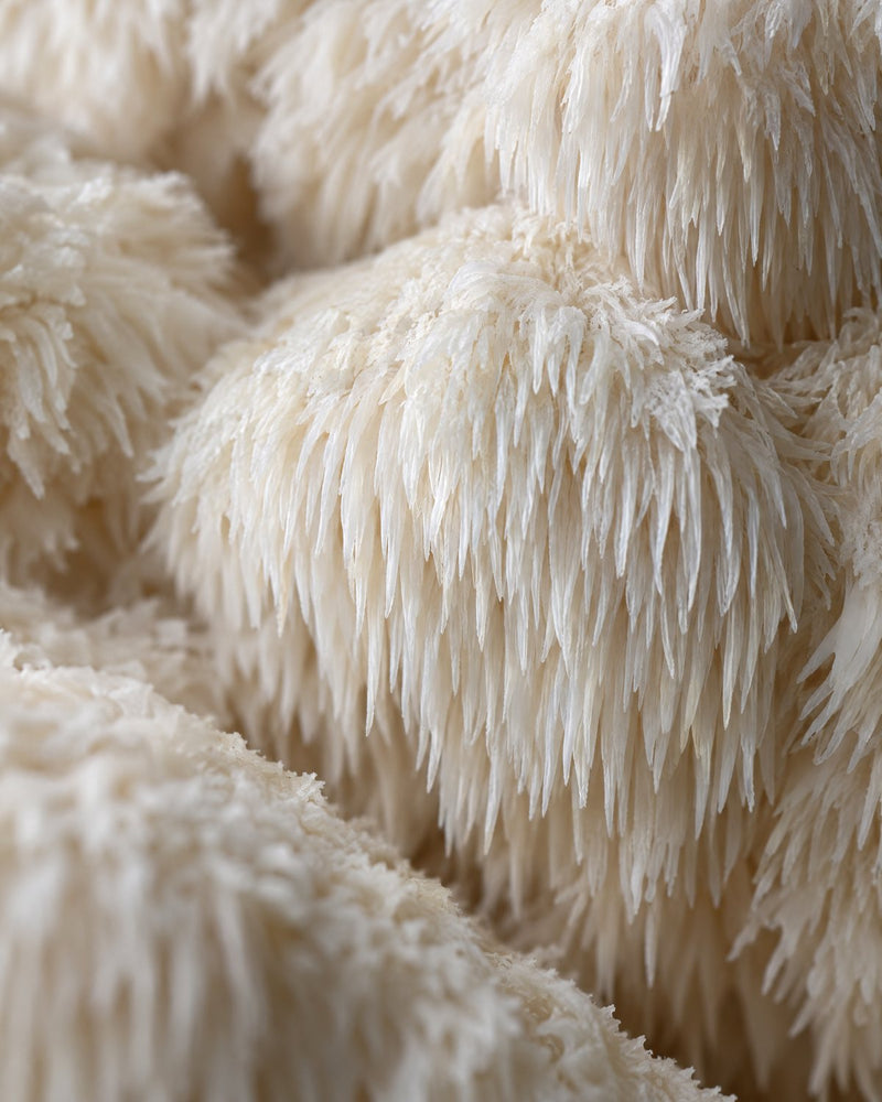 Lion's Mane