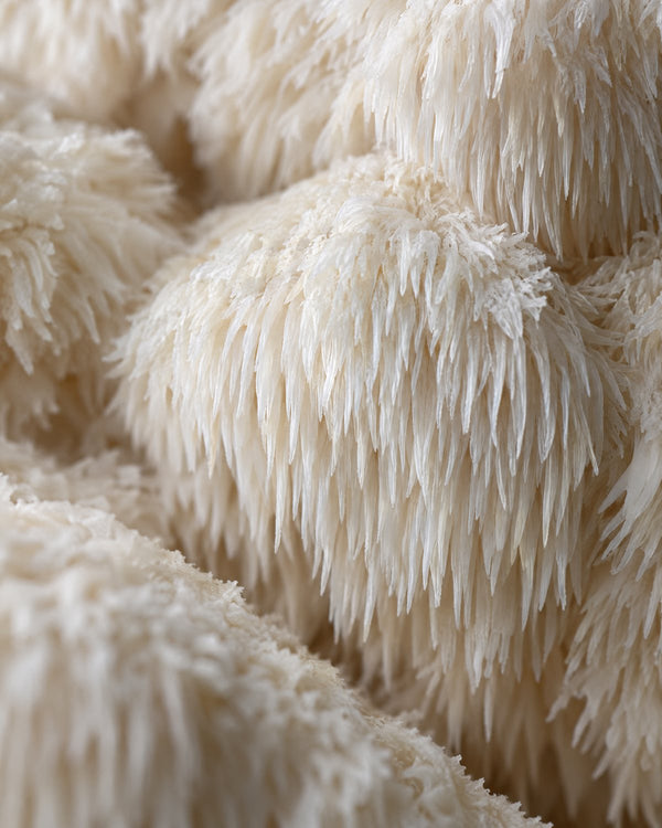Lion's Mane