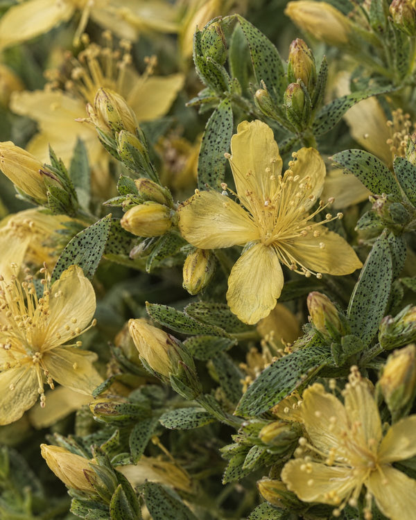 St John's Wort