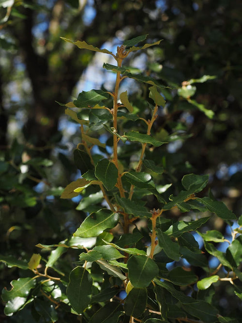 Camphor