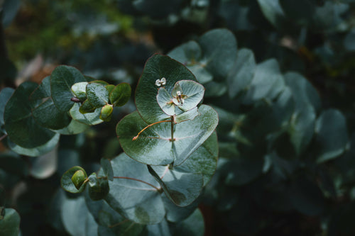 Eucalyptus