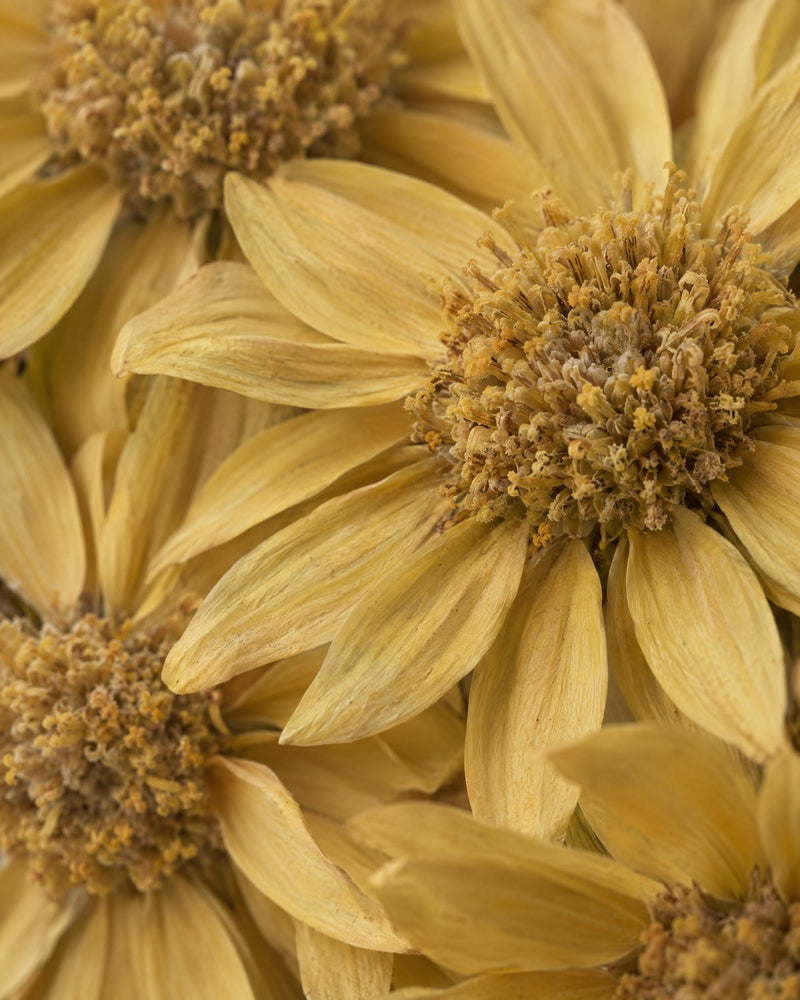 Arnica