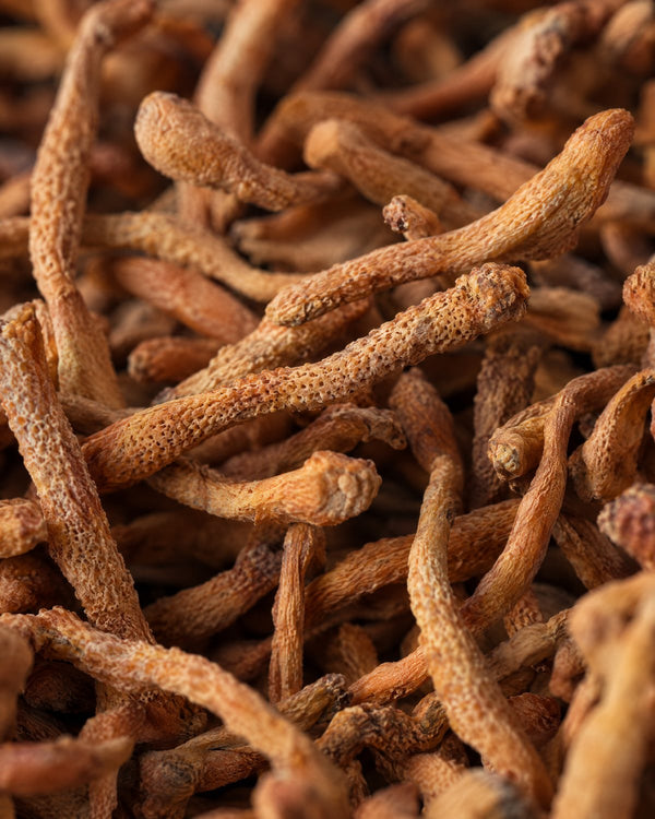 Cordyceps