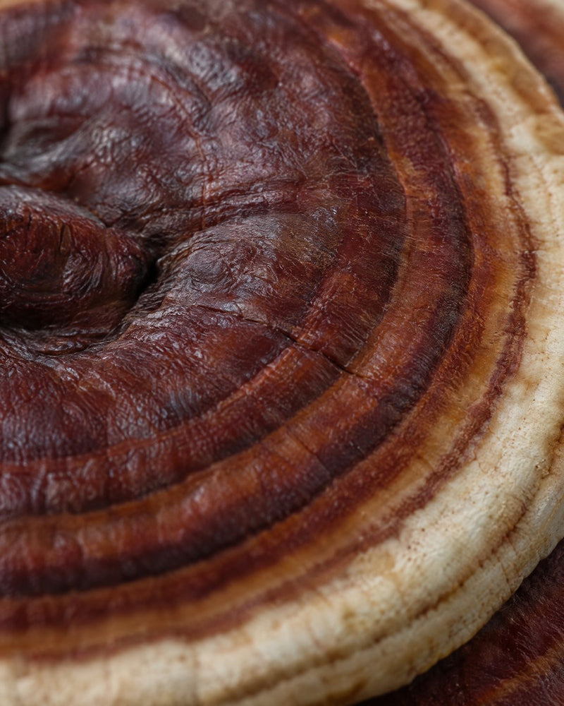 Reishi